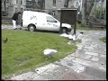 tug o war gulls tug o war gulls