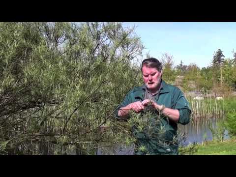how to harvest willow bark