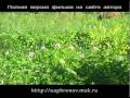 Огород (картофель в соломе) в родовом поместье. 4 часть