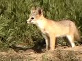 Click here to watch this video San Joaquin kit fox at Carrizo Plains National Monument