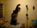 Tombstone Piledriver