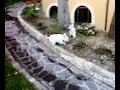 Kid with a new friend