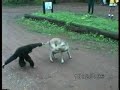 videos de changos videos de changos