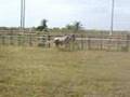 Coleo en Caballo Criollo