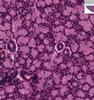 Shotgun Histology Sublingual Gland
