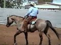 Tuff Little Drifter AQHA Grullo Stallion