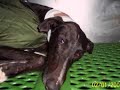 Galgo ahorcado - Hanged galgo