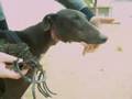 Galgo ahorcado - Hanged galgo