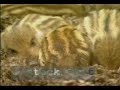 Wild boar & offspring