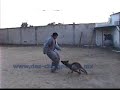 VICO du Clos Champcheny. Malinois des Champs. Elastico