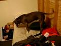 videos de dog and pillow in heaven