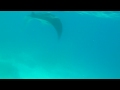Manta Rays Komandoo Maldives Feb 2010