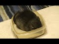 Chinchilla Bath Time!