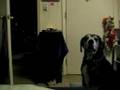 Badyn talking to Bongo