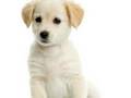 videos de cute puppies