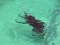 Funny dog dive 2