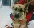 YouTube - ROSA EN ADOPCION ( Arca de Noé Sevilla ) --ADOPTADA--