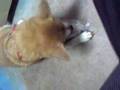 ∞プチプチ動画17
