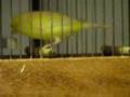 Malinua Malinois Waterslager sesi video www uslanmam com