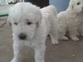 Kuvasz