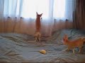 Fennec fox that runs quickly