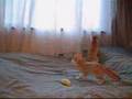 Fennec fox that runs quickly