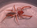 Vocabulary: chelicerae, pedipalps, autapomorphy. An ARACHNID is characterized by having 8 legs, 2 pairs of mouthparts, 2 body sections, and a cephalic plate. They include spiders, ticks, mites, scorpions, camel spiders, whip scorpions, and daddy longlegs. Swift and vicious, this arachnid from a Lakewood basement makes pudding out of spiders. To address concerned viewers' dislike for 