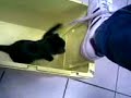 gattino