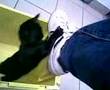 gattino