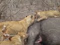 Londolozi - Lions Feeding on Rhino 2