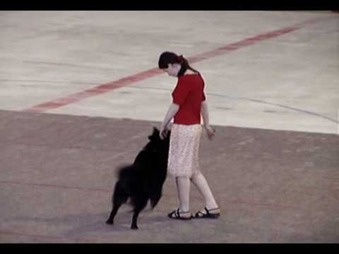 Belgian sheepdog video