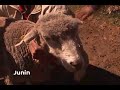 Manejo de ganado ovino en Lacabamba Manejo de ganado ovino en Lacabamba