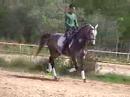 Dressage PSL Lusitano for sale - WWW.HORSESPRE.COM -