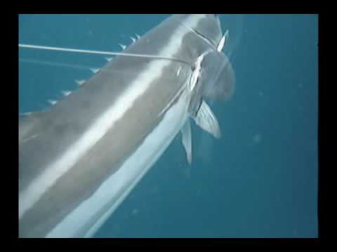 Spearfishing: Tweed Australia ...