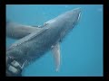 Spearfishing: Tweed Australia Snapper Jewfish Cobia