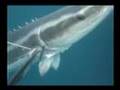 Spearfishing: Tweed Australia Snapper Jewfish Cobia