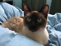 Simon & Casper - Purring Siamese Simon & Casper - Purring Siamese