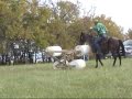 2006 Bay Roan Gelding -----  