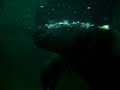 B�b� Hippo @ Zoo Granby