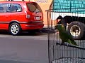 lorenzo echando p0rras