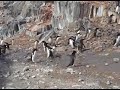 Dancing Penguins