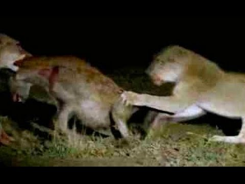 Pride of Lions Versus Hyenas - Latest Wildlife Sightings