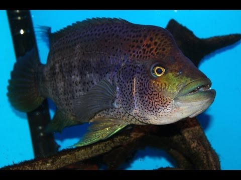 how to make mbuna grow faster
