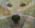 Kuvasz