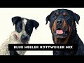 View 14 Australian Cattle Dog Rottweiler Mix Puppy