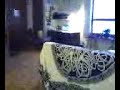 cat plays fetch with rubber band