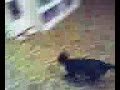 cat plays fetch with rubber band