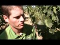 Winegrape Grower Aaron Lange Shows How to Mechanically Harvest Winegrapes