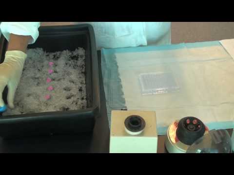 how to perform bradford assay