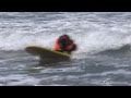 2011 Loews Coronado Bay Resort Surf Dog Competition - Imperial Beach - SanDiego.com